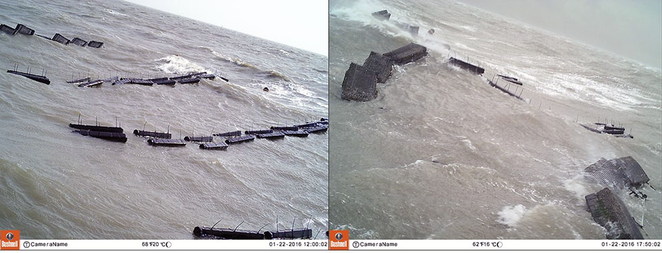 Game camera footage showing effects of high wind speeds on floating oyster culture bags. Note vertical position of bullet float-supported bags due to oysters shifting to one end of the bag (left, background) and upright position of square float-supported bags due to wave action flipping the bags and exposing oysters (right). 