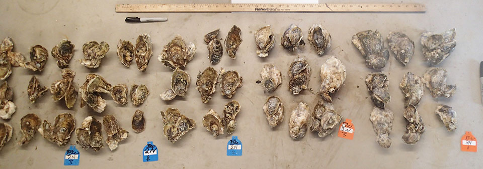 Oysters