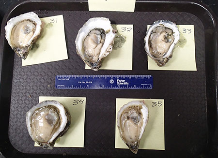 Oysters