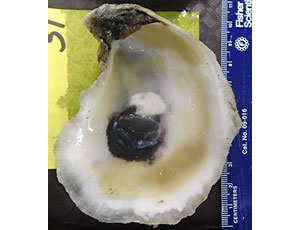 Oyster