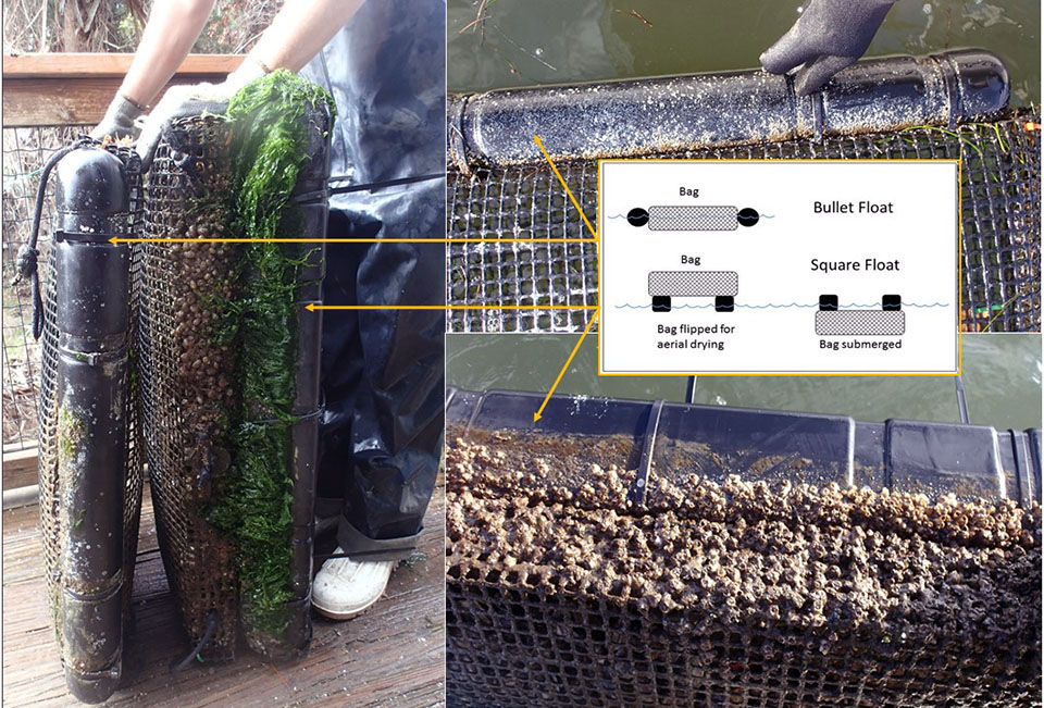 Fouling (barnacles, macroalgae) observed on square and bullet floats which supported Vexar oyster bags after 2 months in growout culture.