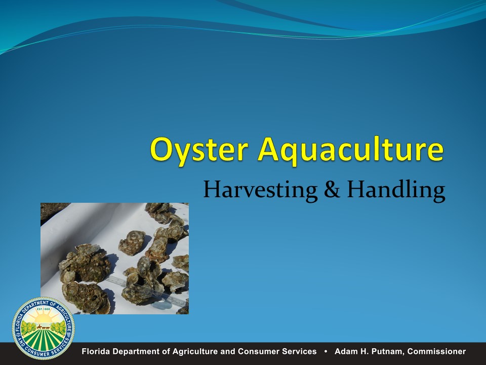 Harvesting and Processing Requirements for Oysters during Summer Months PICTURE