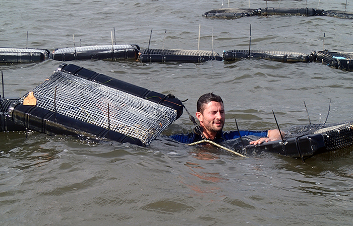 A) Floating oyster bags anchored to the bottom of the farm lease. (B)