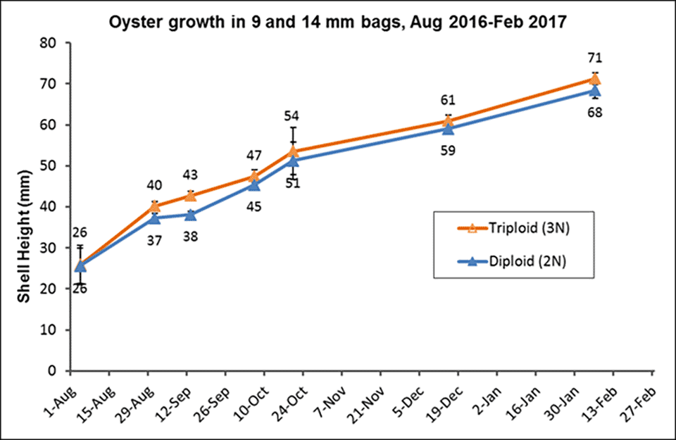 Oyster growth graph