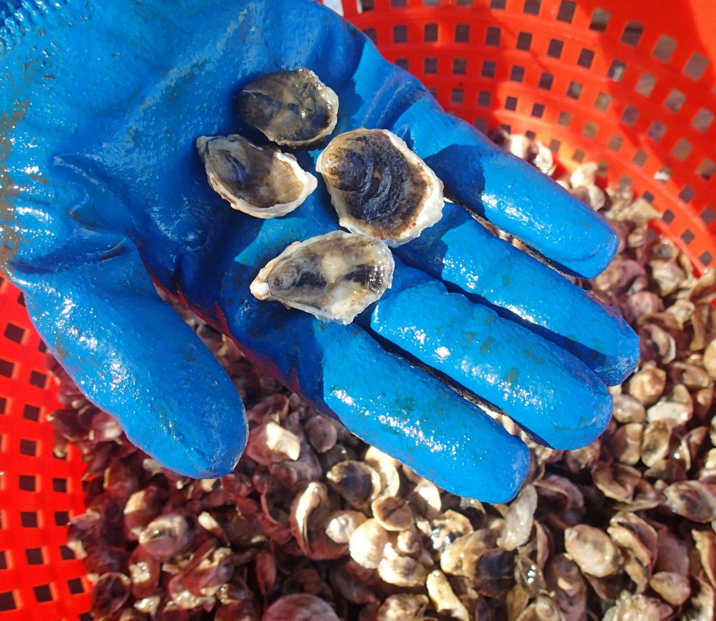 Oyster Culture Project Gets Underway Florida Shellfish Aquaculture