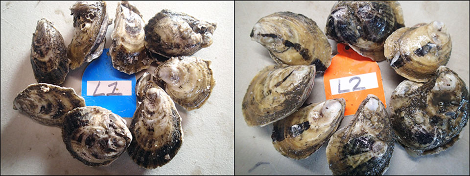 Diploid oysters (left) and triploid oysters (right) after two months in growout culture. The “L” on tags refers to samples from replicate bags stocked at the low density treatment.