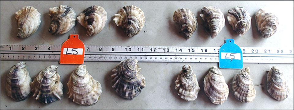 Triploid oysters (left) around orange tag and diploid oysters (right) around blue tag after four months in growout culture.