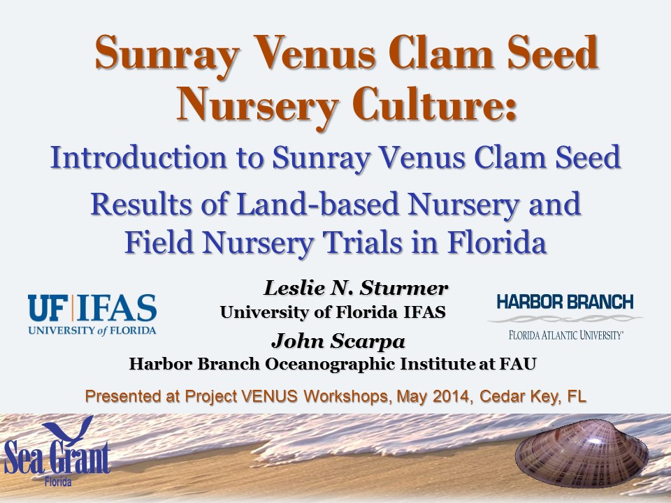 Nursery Culture of Sunray Venus Clam Seed PICTURE