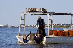 Clam farmers