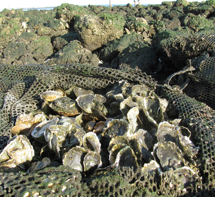 Restoring Oyster Reefs in the Big Bend Provides Many Benefits Florida