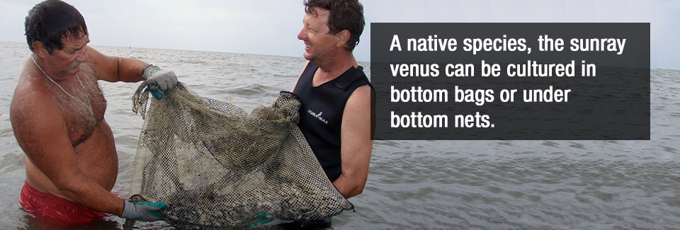 A native species, the sunray venus can be cultured in bottom bags or under bottom nets.