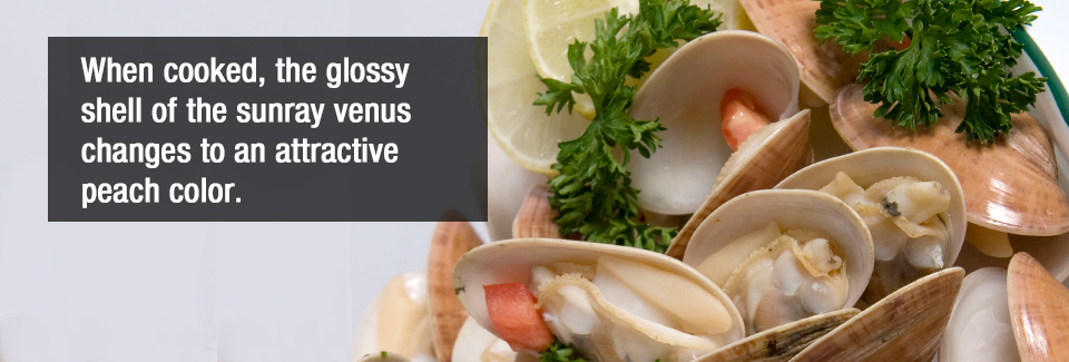 When cooked, the glossy shell of the sunray venus changes to an attractive peach color.