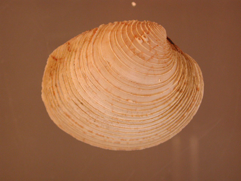 The Stiff Pen Shell and its Nacre