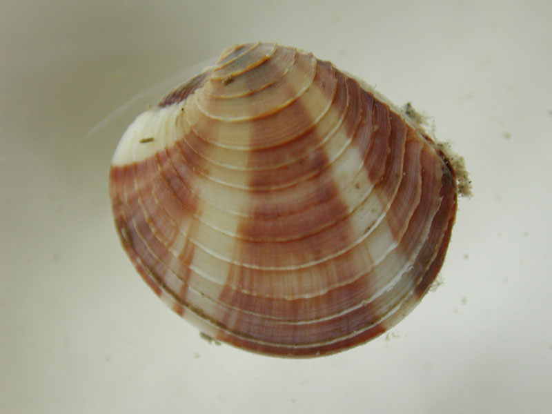 The Stiff Pen Shell and its Nacre