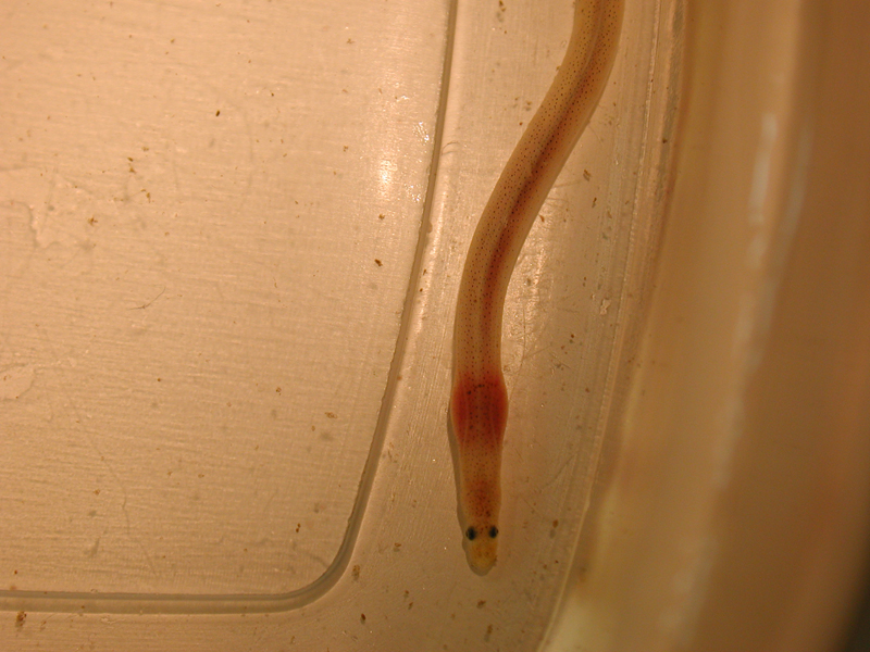 Biographical Sketch Worm Like - How To Get Rid Of Red Worm In Bathroom