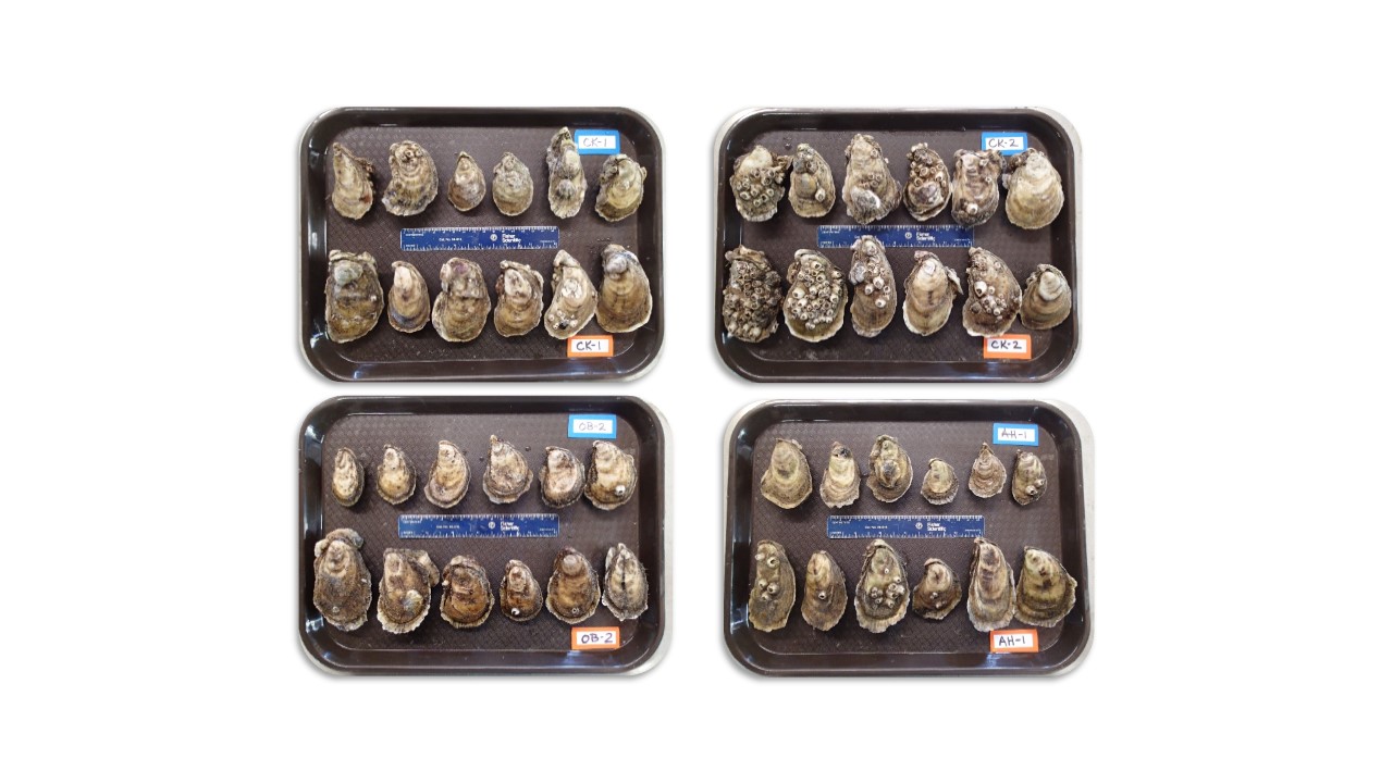 New Fact Sheet Production and Performance of Triploid Oysters for