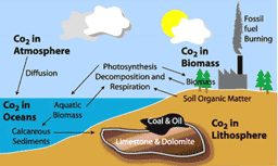 Carbon Cycle