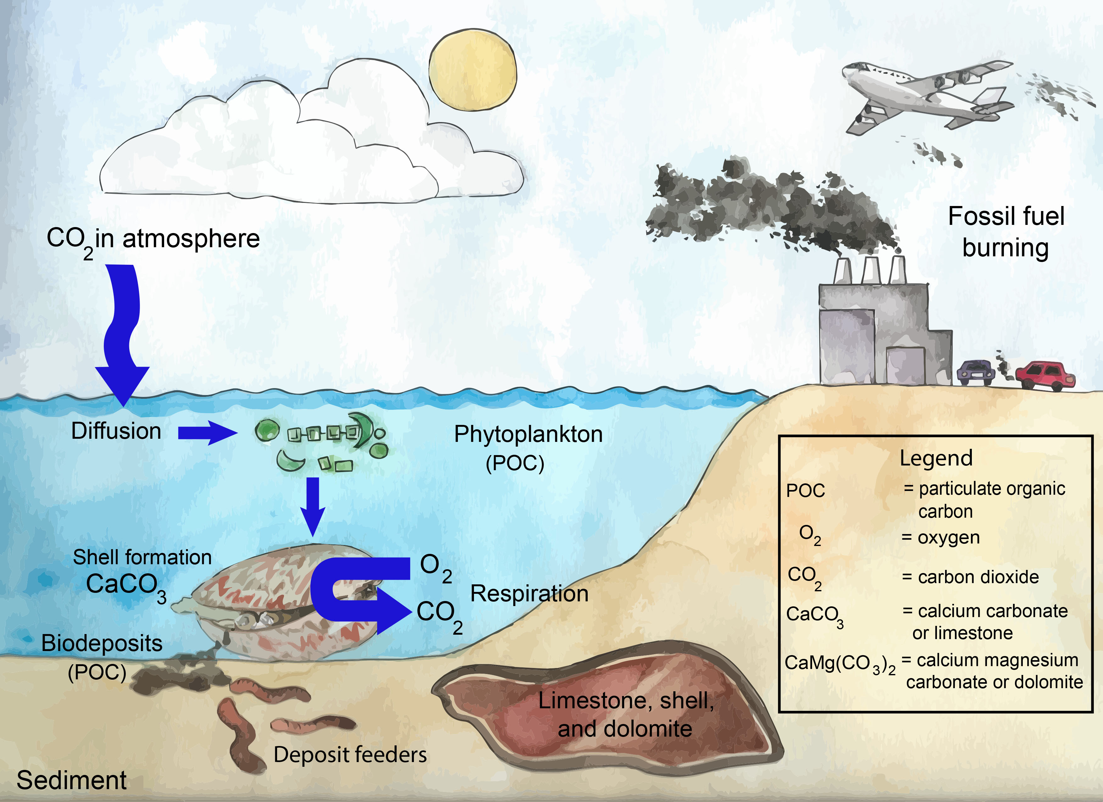 Environmental Benefits Florida Shellfish Aquaculture Online Resource 