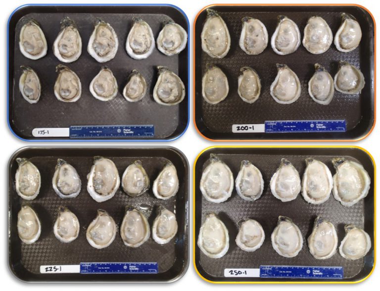 Comparison of Stocking Densities for Floating Bag Oyster Culture ...