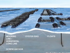 diagram of floating oyster aquaculture floating gear