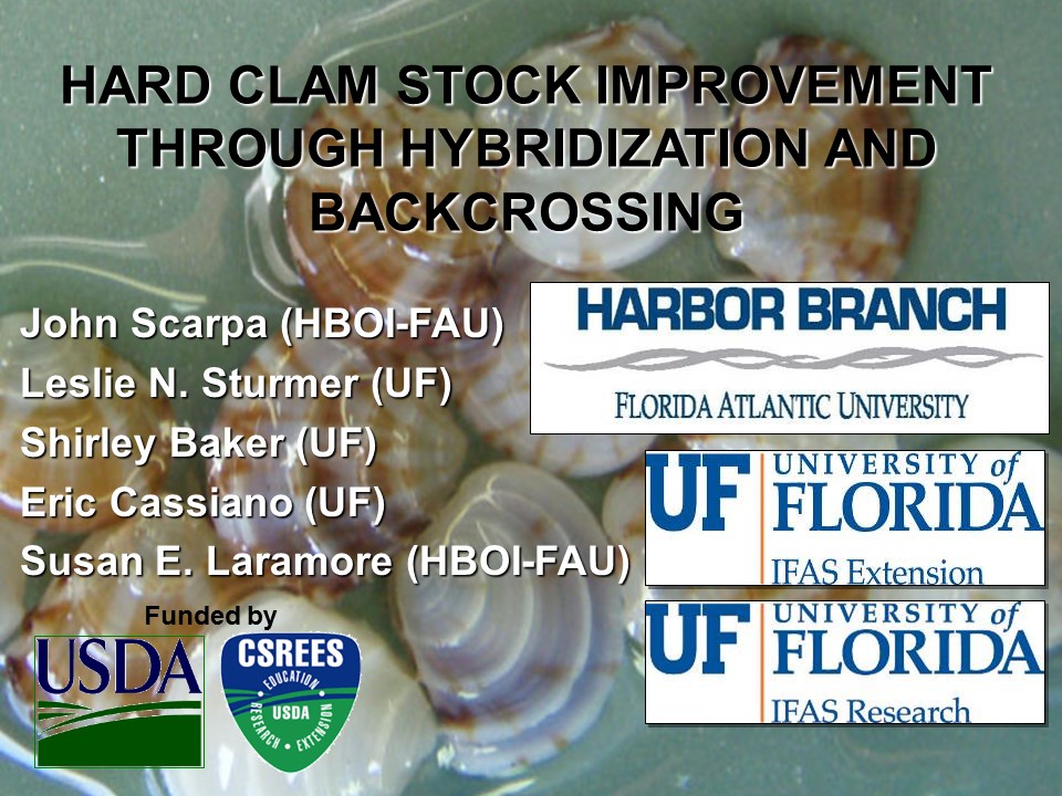 Hard Clam Stock Improvement Through Hybridization and Backcrossing PICTURE