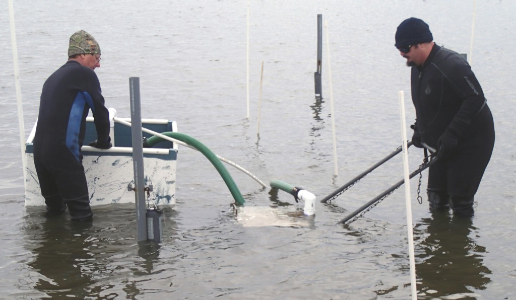 Preliminary Assessment of Harvesting Bottomplanted Hard Clams on