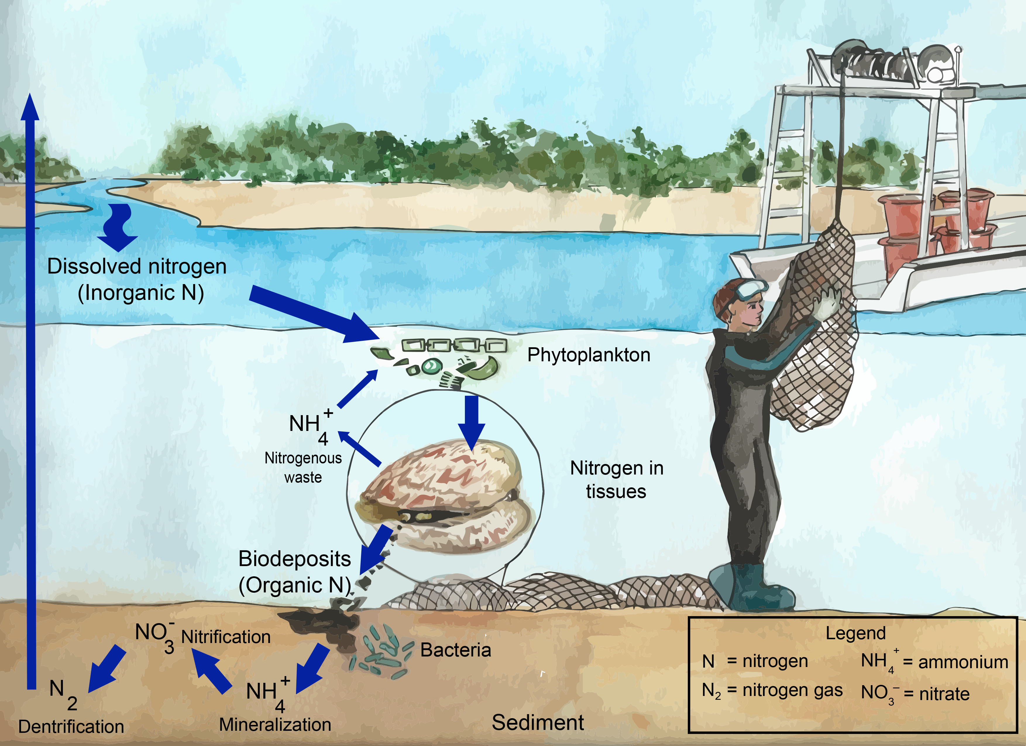 Environmental Benefits Florida Shellfish Aquaculture Online Resource