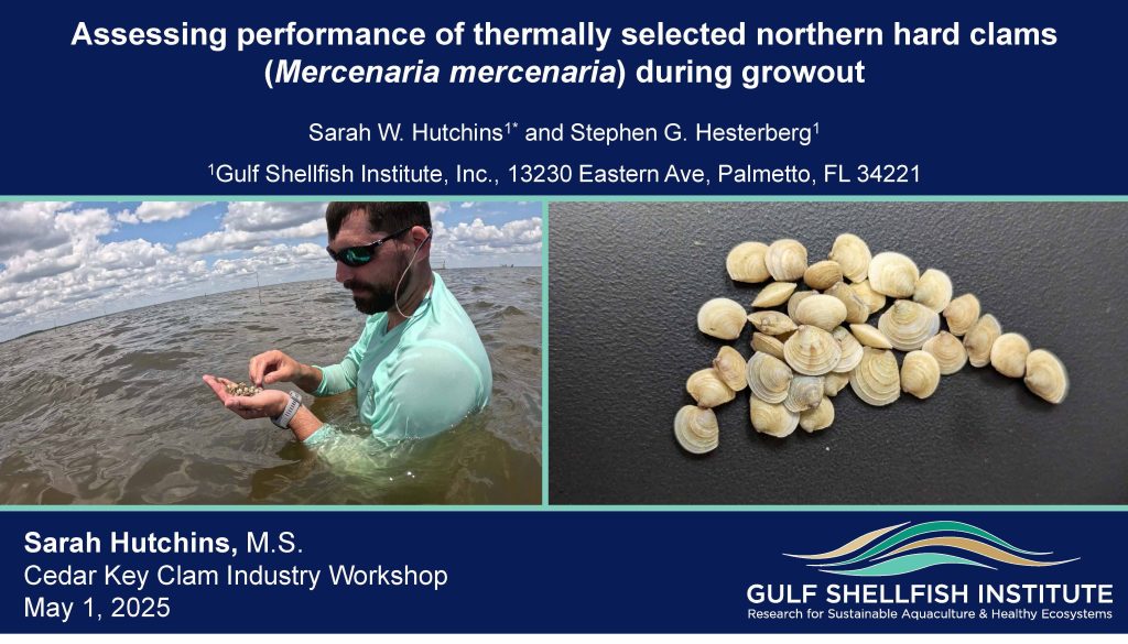 Performance of Thermally Selected Clams