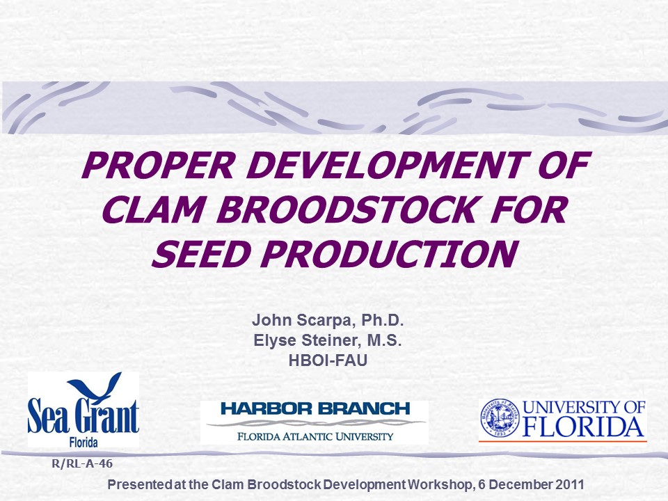 Proper Development of Clam Broodstock for Seed Production PICTURE