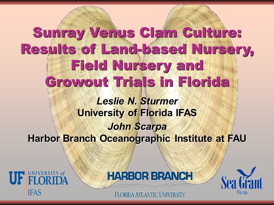 Sunray Venus Clam Seed Production and Broodstock Development for Florida Culturists PICTURE