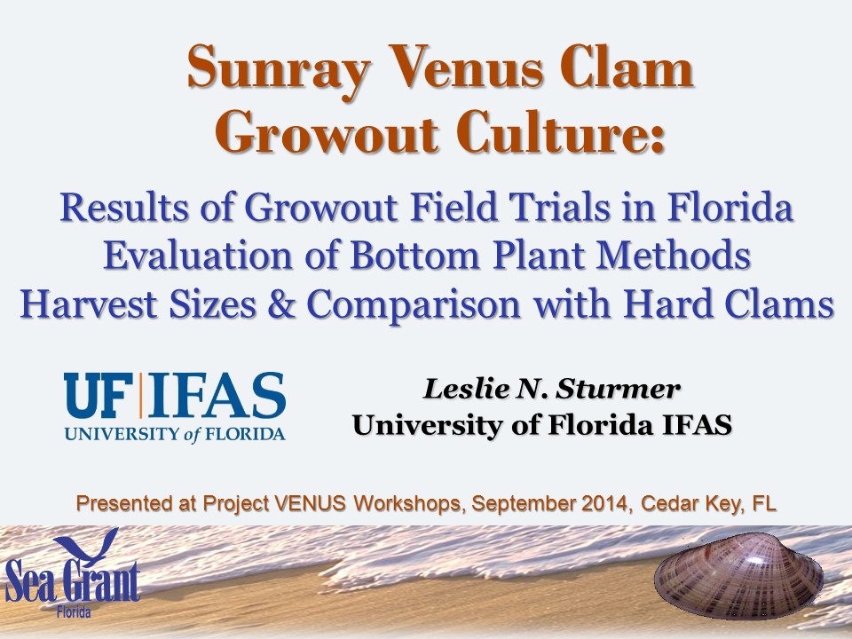 Growout Culture of Sunray Venus Clams PICTURE