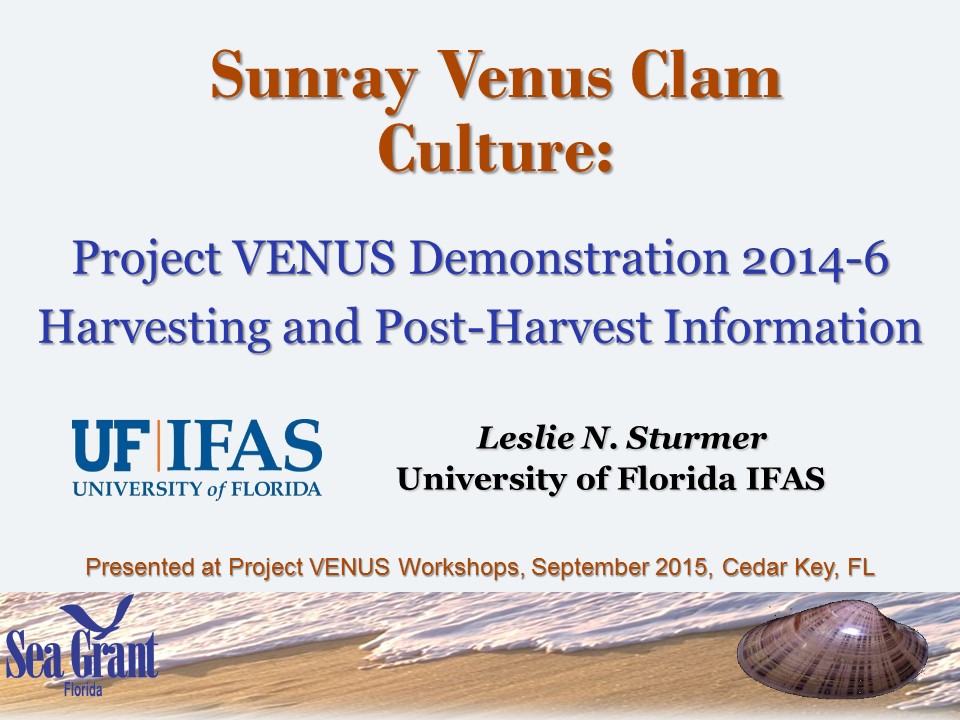 Harvesting and Post-harvest of Sunray Venus Clams PICTURE