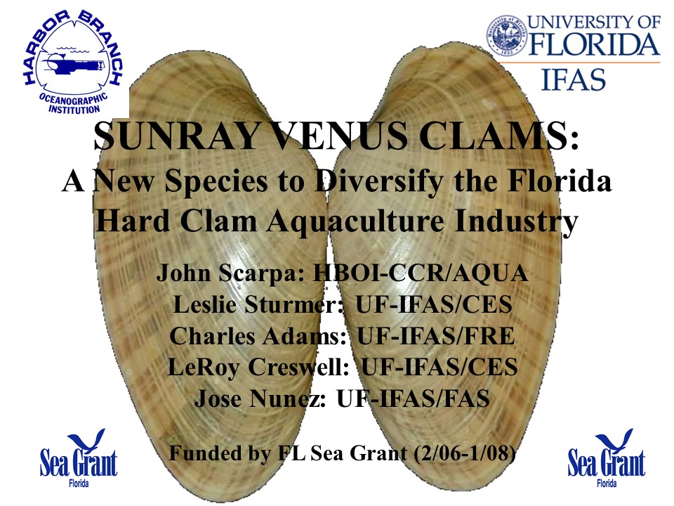 Sunray Venus Clams: New Species to Diversify the Florida Hard Clam Aquaculture Industry PICTURE