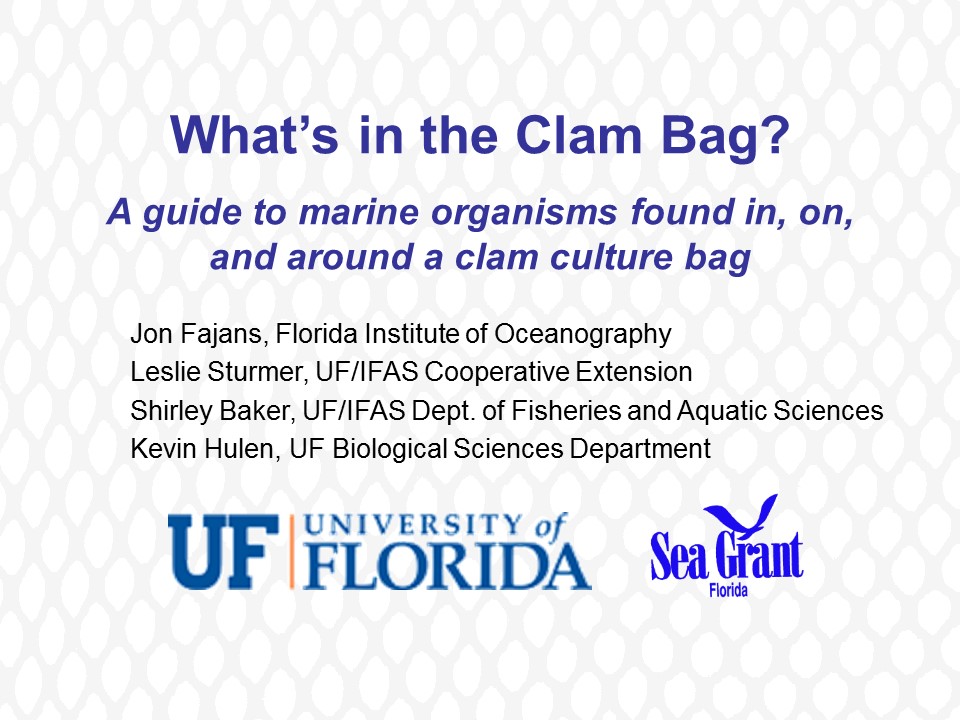 What's in the Clam Bag? PICTURE
