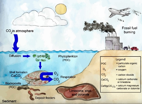 Clams Sequester Carbon from the Atmosphere
