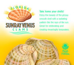 Sunray Venus Clam_Sticker