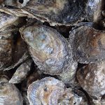 Oysters