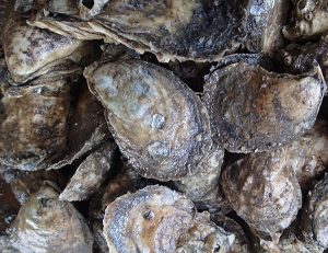Oysters