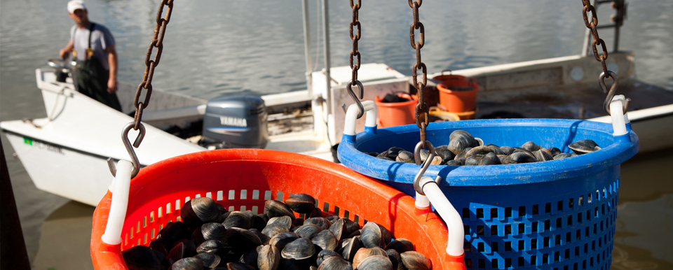 Research, extension efforts support hard clam industry in Florida -  Responsible Seafood Advocate