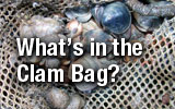 What's in the Clam Bag