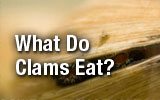 What Do Clams Eat?